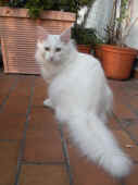 5noshi_6mo_1.jpg (115825 Byte)
