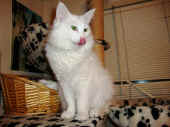 7noshi_091206_1.jpg.jpg (187255 Byte)