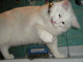 7noshi_7mo_31.jpg (83080 Byte)