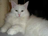8noshi_7mo_6.jpg (73569 Byte)