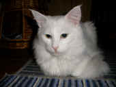 9noshi_100127_1.jpg (126655 Byte)