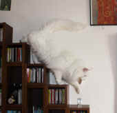 noshi_5j_2.jpg.jpg (121976 Byte)