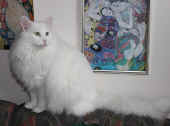 noshi_5j_3.jpg.jpg (224396 Byte)