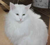 noshi_5j_4.jpg.jpg (118558 Byte)