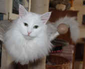 noshi_5j_5.jpg.jpg (138086 Byte)