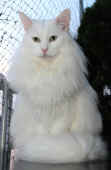 noshi_5j_6.jpg.jpg (138913 Byte)