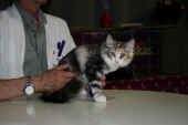 10olympia_137t_100529_nom_wr_neu_3.jpg.jpg (114710 Byte)
