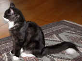 17orion_100706_16.jpg (194719 Byte)