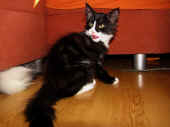 19orion_13wo_5.jpg.jpg (132270 Byte)