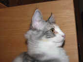 3oolympia_16wo_4.jpg.jpg (124638 Byte)