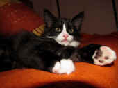 4orion_11wo_1.jpg.jpg (122098 Byte)