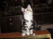 olympia_13wo_1.jpg.jpg (110209 Byte)