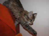 14penelope_8wo_4.jkpg.jpg (112468 Byte)