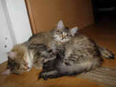 17penelope_12wo_amelie_2.jpg.jpg (130436 Byte)