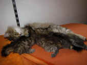 24p_wurf_6wo_amelie_1.jpg.jpg (115711 Byte)