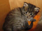 2penelope_24t_1.jpg.jpg (145886 Byte)