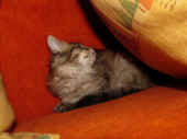 2penelope_54t_2.jpg.jpg (133359 Byte)
