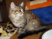 4penelope_90t_5.jpg.jpg (149303 Byte)