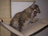 6penelope_100616_4.jpg.jpg (209870 Byte)