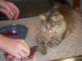 6penelope_19mo_1.jpg (186037 Byte)