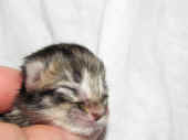 penelope_1t_6.jpg.jpg (112278 Byte)