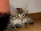 penelope_8wo_12.jpg.jpg (117550 Byte)