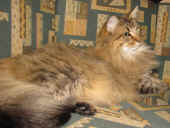 picasso_120607.jpg (15).jpg (188348 Byte)