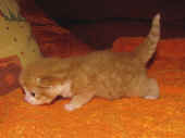 10tomcat_2wo_6.jpg.jpg (179219 Byte)