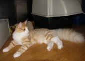 10tristan_38wo_2.jpg.jpg (103184 Byte)