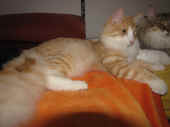 10tristan_41wo_2.jpg.jpg (107102 Byte)