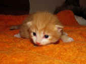 11tomcat_2wo_5.jpg.jpg (168316 Byte)