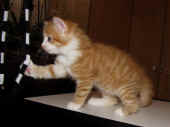 11tomcat_6wo_8.jpg.jpg (116301 Byte)
