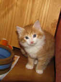 11tomcat_7wo_2.jpg.jpg (131026 Byte)