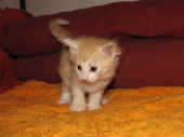 11tristan_4wo_7.jpg.jpg (134445 Byte)