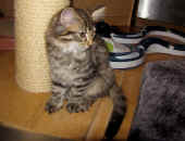 12tarzan_11wo_5.jpg.jpg (228723 Byte)