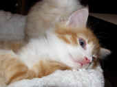 12tomcat_7wo_6.jpg.jpg (116994 Byte)