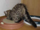 14tarzan_3mo_1.jpg.jpg (127316 Byte)