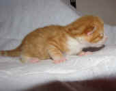 15tomcat_1wo_3.jpg.jpg (118849 Byte)