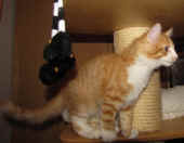 15tomcat_3mo_4.jpg.jpg (121530 Byte)
