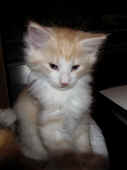 15tristan_7wo_2.jpg.jpg (99563 Byte)