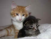 16tomcat_3mo_uranus_15t_1.jpg.jpg (131311 Byte)