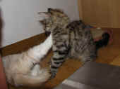 1tarzan_13wo_2.jpg.jpg (120206 Byte)