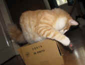 1tristan_42wo_2.jpg.jpg (147897 Byte)