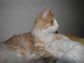 1tristan_45wo_3.jpg.jpg (87971 Byte)