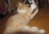 1tristan_57wo_2.jpg.jpg (100337 Byte)