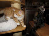 21tomcat_9wo_olympia_3.jpg.jpg (142108 Byte)