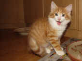 2tomcat_12wo_1.jpg.jpg (120018 Byte)