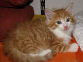 2tomcat_46t_3.jpg.jpg (137804 Byte)