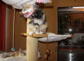 2tomcat_74t_olympia_3.jpg.jpg (144850 Byte)