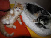 2tomcat_8wo_2.jpg.jpg (148825 Byte)